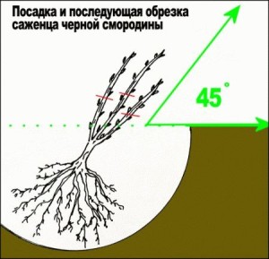 Як правильно посадити чорну смородину