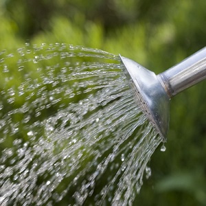 The daily summer task of watering the garden. Lots of copy space.