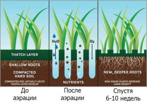 Аерація газону