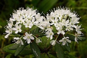 rhododendron-groenlandicum