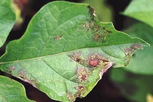 blight-on-leaves