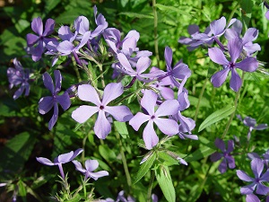 Phlox_divaricata_1444