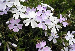 phlox-whitest-400x2713333