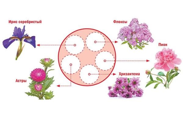 Схема круглої клумби безперервного цвітіння