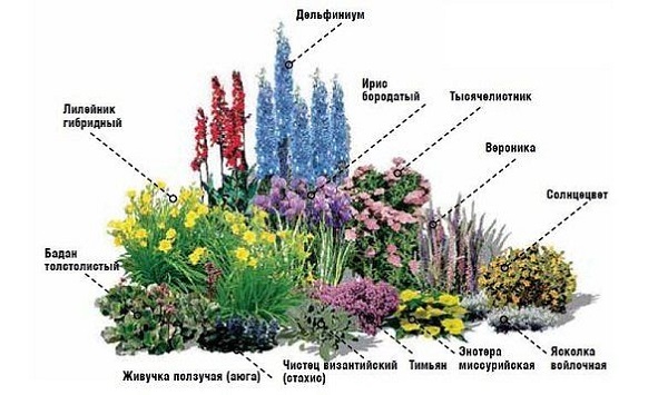 Підбір багаторічних рослин для оформлення квітника