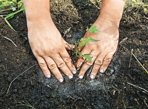 Садіння у відкритий грунт