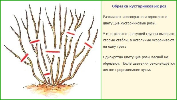 Обрізка чагарникових троянд