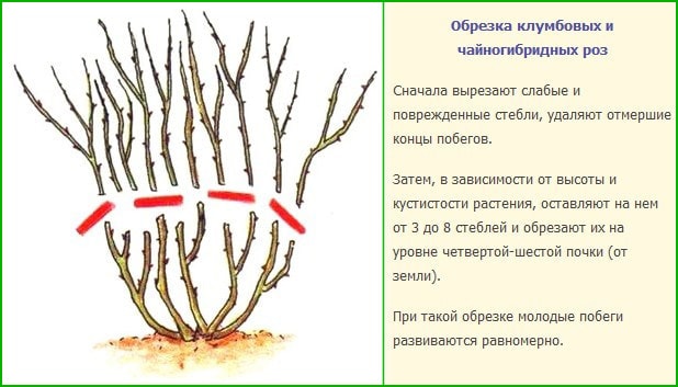 Обрізка клумбових троянд