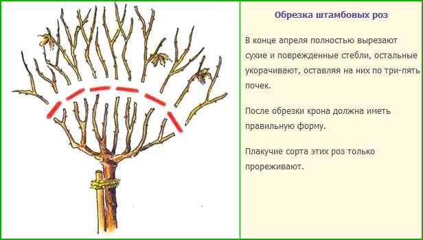 Обрізка штамбових троянд