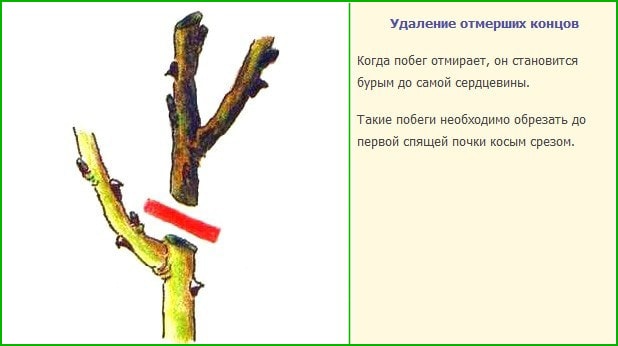 Видалення відмерлих решт