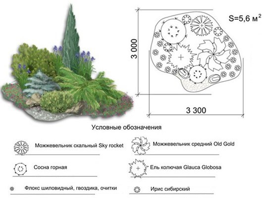 схема висадки ялівцю